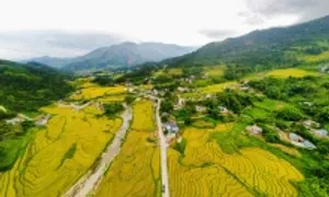 Lúa chín vàng, lau nở trắng Bình Liêu Lúa chín vàng, lau nở trắng Bình Liêu