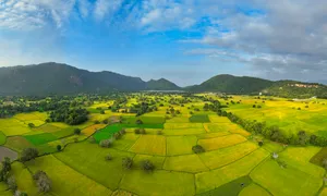 Mùa vàng ở An Giang Mùa vàng ở An Giang